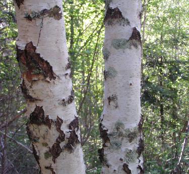A close up of the silver birch tress and the bark on the tree